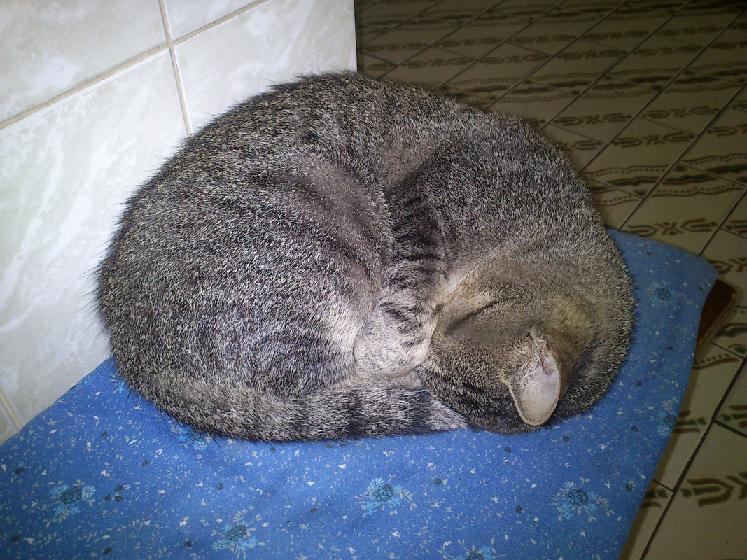 Slika