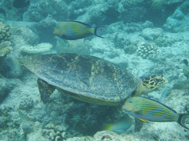 Estambul - Maldivas agosto 2015 - Blogs de Maldivas - Parte subacuática, atardeceres y conclusión (12)