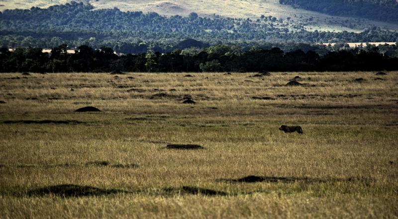 Mis días de safari en Uganda, Kenia y Zanzíbar.. Os lo intento contar - Blogs de Africa Este y Centro - Recorremos Masai Mara de un extremo a otro.. ¡Qué lugar! (37)