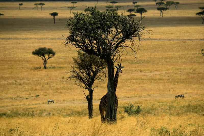 Mis días de safari en Uganda, Kenia y Zanzíbar.. Os lo intento contar - Blogs de Africa Este y Centro - Nuestra pequeña versión del cruce (4)