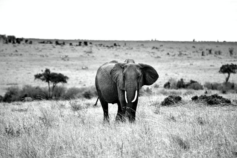 Mis días de safari en Uganda, Kenia y Zanzíbar.. Os lo intento contar - Blogs de Africa Este y Centro - Recorremos Masai Mara de un extremo a otro.. ¡Qué lugar! (2)