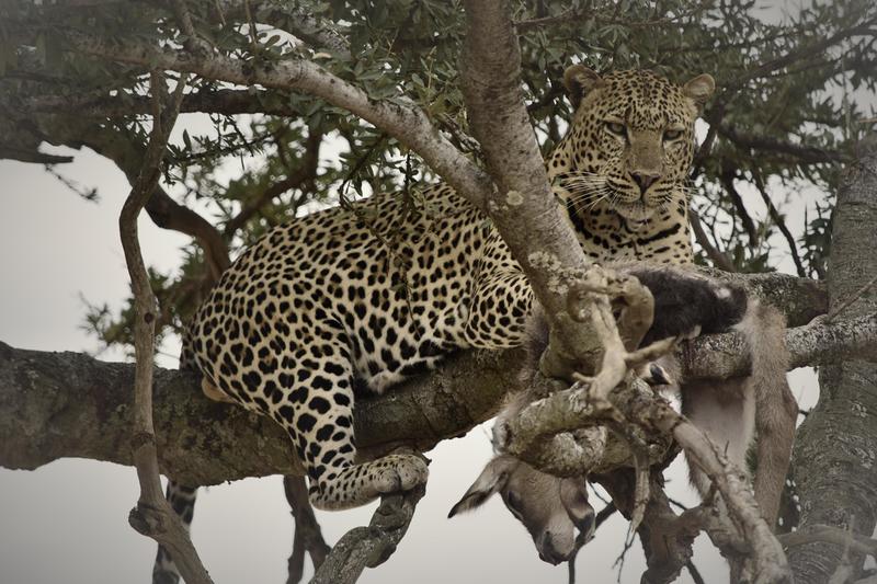 Mis días de safari en Uganda, Kenia y Zanzíbar.. Os lo intento contar - Blogs de Africa Este y Centro - Recorremos Masai Mara de un extremo a otro.. ¡Qué lugar! (12)