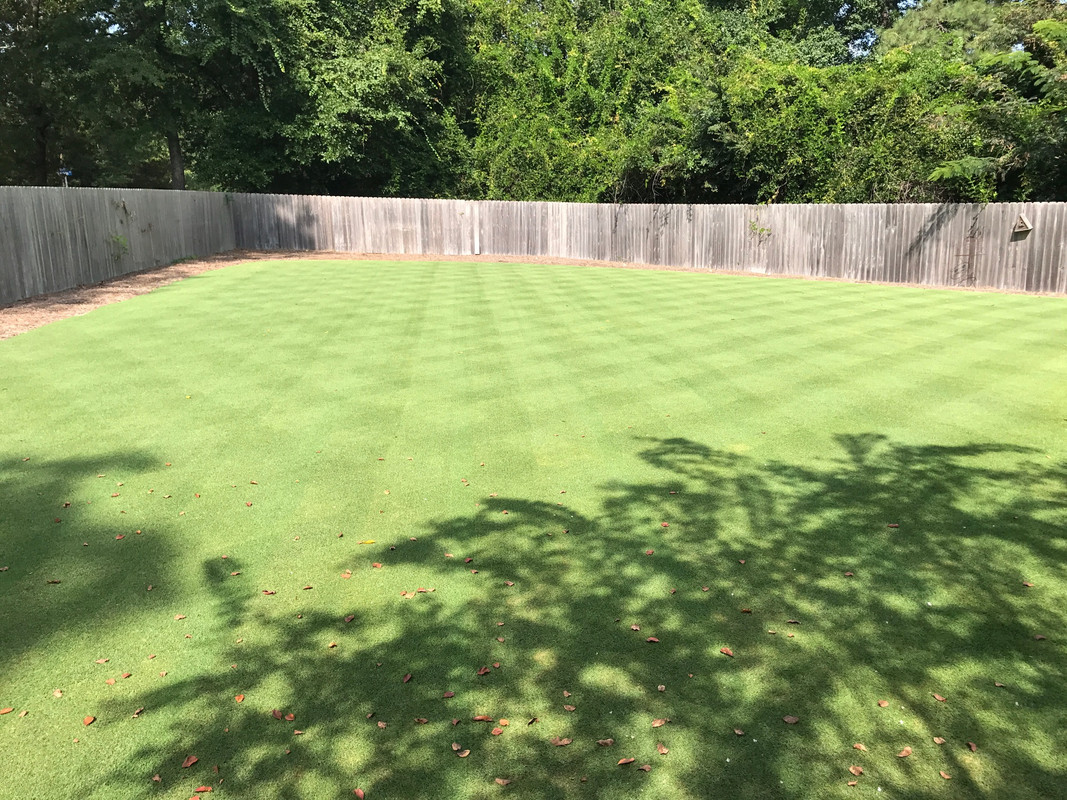 Wartee S Emerald Zoysia Journal The Lawn Forum