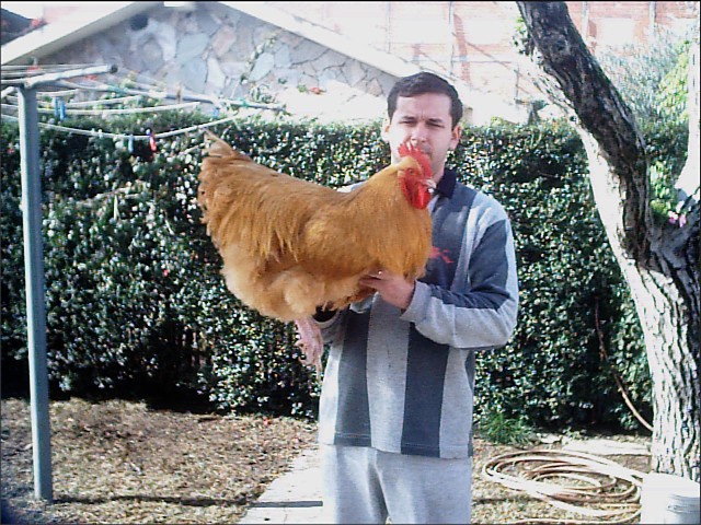 pollo_para_pelar.jpg