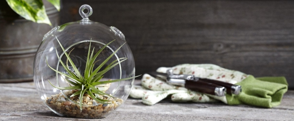 Hanging Glass Terrariums - A cute and charming piece to give to a loved one!