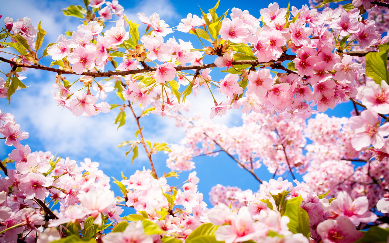 cherry_blossom_spring1