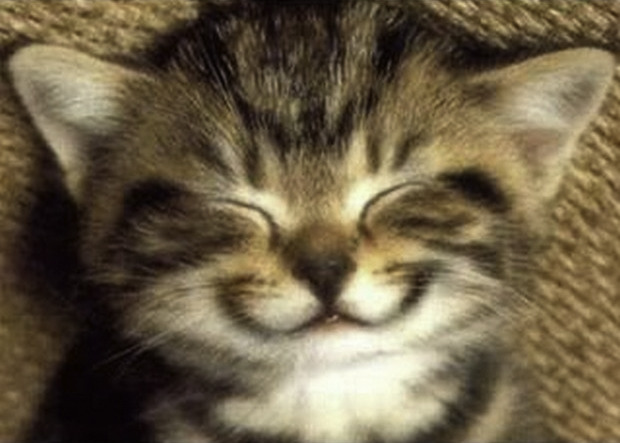 Smiling_Cats_3.jpg