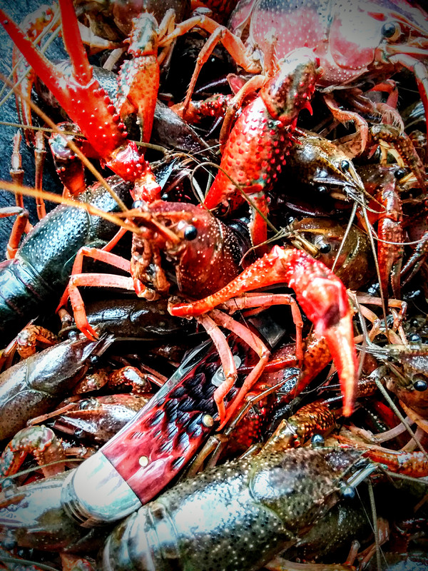 20180505_132558_2.jpg