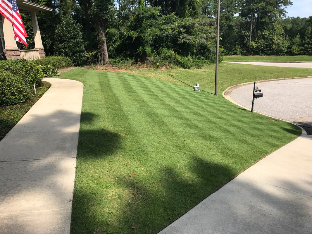 Wartee S Emerald Zoysia Journal Lawn Care Forum