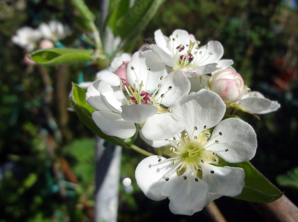 pear-blossom-april-2018.jpg