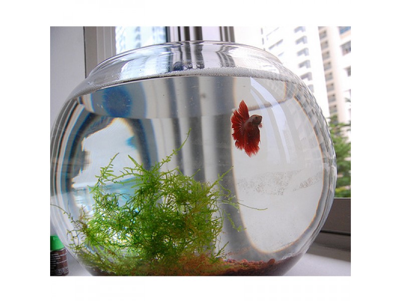 Our bigger bubble bowls are the perfect home for aquatic life!