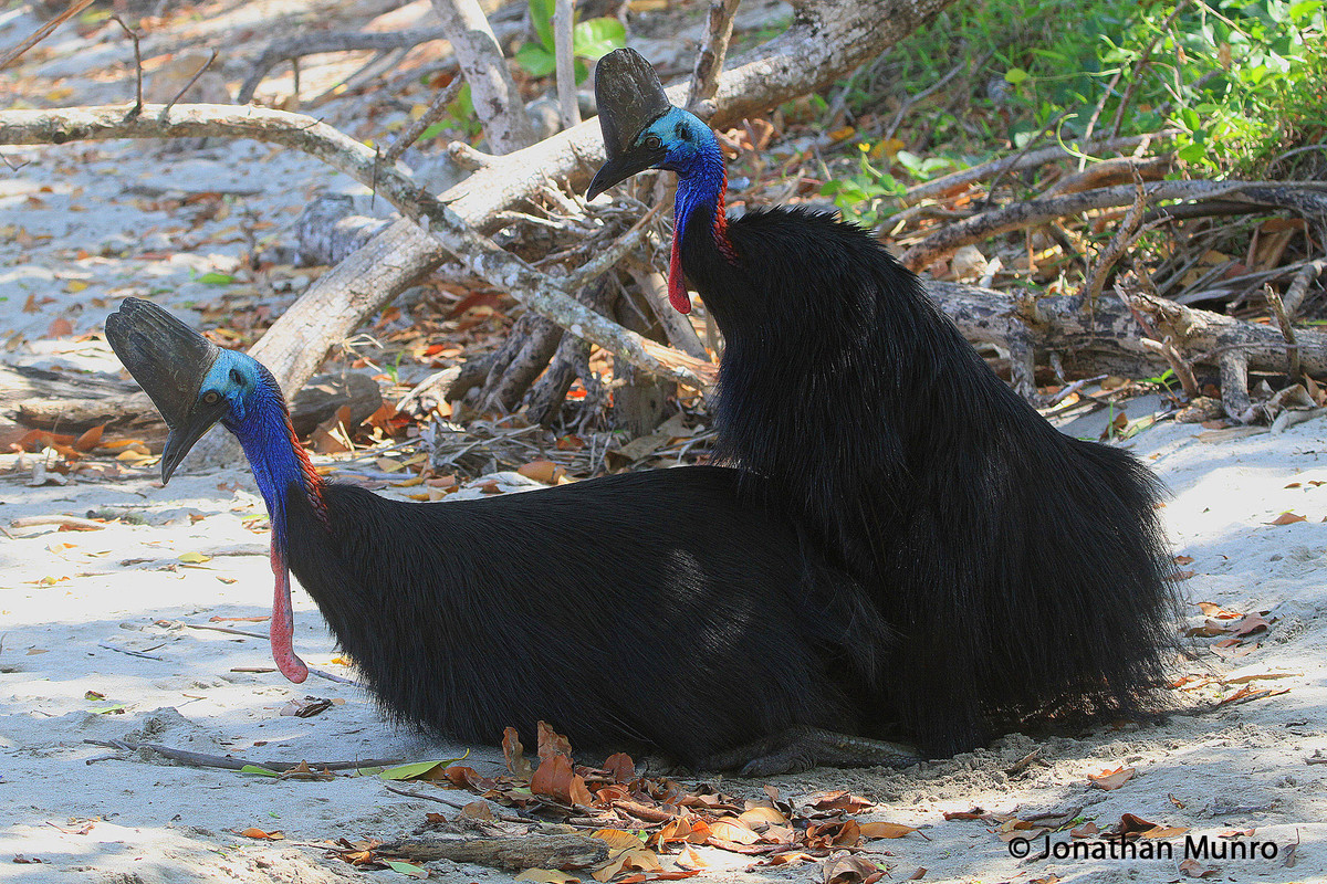 Southern_Cassowary_Casuarius_casuarius.jpg